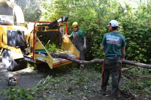 tree services Firebaugh